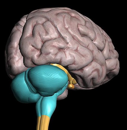 Az agy belső és külső struktúrája, a medulla oblongata szerkezete és funkciói