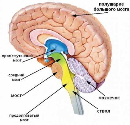 Structura alungită și interioară a creierului, structura și funcțiile medulla oblongata