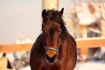 A lovak csikorgásos betegségei, a megfázás kezelésére szolgáló eljárás, lovak belélegzése, meleg takarók,
