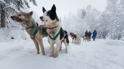 Transportul blând, sau cum să conduci un câine