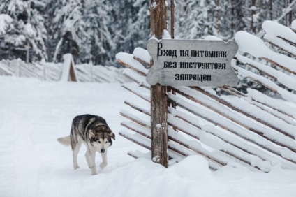 Пухнастий транспорт, або як управляти собакою