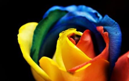 Rainbow a crescut fotografie, cultiva o varietate, cum sa faci o floare de culoarea curcubeului, video