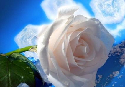 Szivárvány rózsa fotó, művelni a fajta, hogyan lehet egy szivárvány színű virág, videó