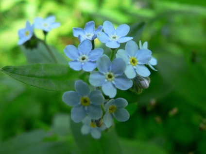 Plante din pădurea din grădina mea