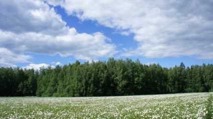 Plante din pădurea din grădina mea