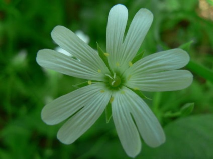 Plante din pădurea din grădina mea