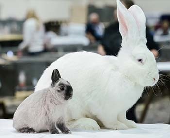 Mărimea și durata de creștere a iepurilor domestice - important pentru iepurii decorativi - decorativi
