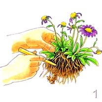 Reproducerea florilor perene - semințe, diviziuni și butași, flori preferate