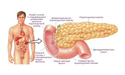 Pancreas cauze ruptură - informații de sănătate