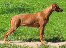 Rhodesian Ridgeback