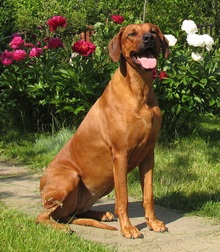 Rhodesian Ridgeback