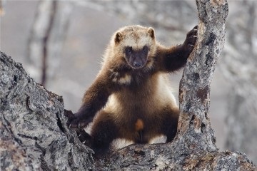 Wolverine Totem