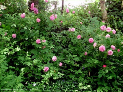 Trandafiri în grădină și în jurul casei 50 de idei uimitoare de frumoase pentru inspirație!