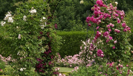 Trandafiri în grădină și în jurul casei 50 de idei uimitoare de frumoase pentru inspirație!