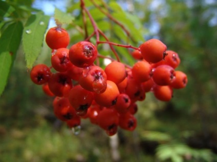 Rowan cu aplicare hemoroidală