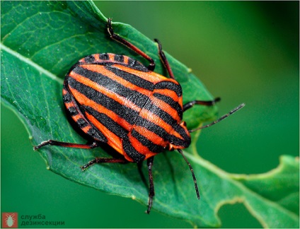 Garden Bug Scooter Ruler, Photo Bug italiană, Pest Plant Bug