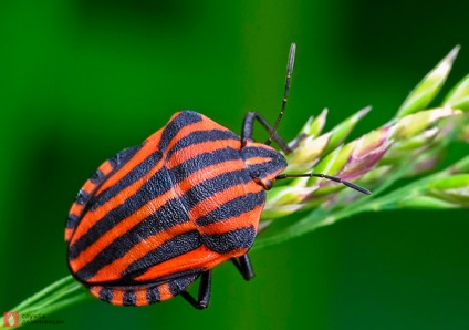 Garden Bug Scooter Ruler, Photo Bug italiană, Pest Plant Bug