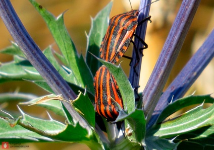 Garden Bug Scooter Ruler, Photo Bug italiană, Pest Plant Bug