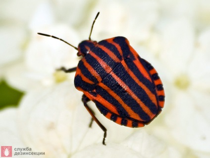 Garden Bug Scooter Ruler, Photo Bug italiană, Pest Plant Bug