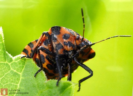 Garden Bug Scooter Ruler, Photo Bug italiană, Pest Plant Bug