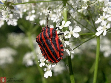 Garden Bug Scooter Ruler, Photo Bug italiană, Pest Plant Bug