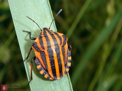 Garden Bug Scooter Ruler, Photo Bug italiană, Pest Plant Bug