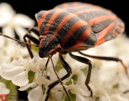 Garden Bug Scooter Ruler, Photo Bug italiană, Pest Plant Bug