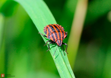 Garden Bug Scooter Ruler, Photo Bug italiană, Pest Plant Bug