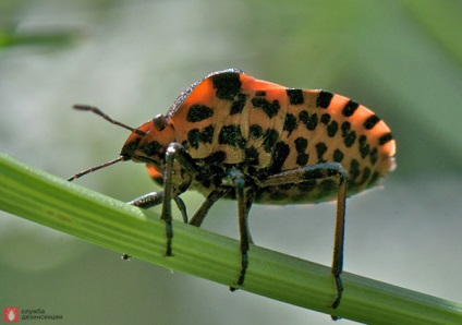 Garden Bug Scooter Ruler, Photo Bug italiană, Pest Plant Bug