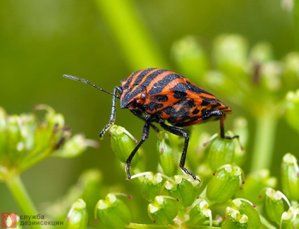 Garden Bug Scooter Ruler, Photo Bug italiană, Pest Plant Bug