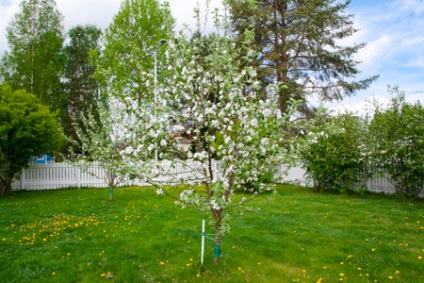 Gradina in sine ceea ce puieți să cumpere, de la care arborele de a scăpa de