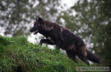 A világ leggyönyörűbb farkasai a világ 10 legjobb fotóival