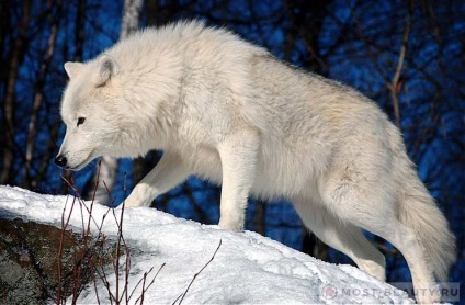 A világ leggyönyörűbb farkasai a világ 10 legjobb fotóival