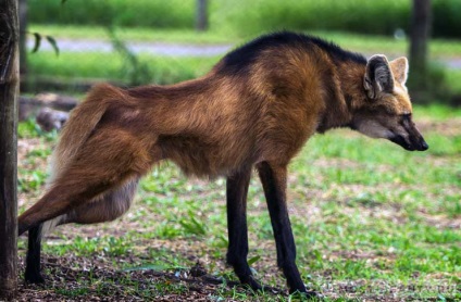 A világ leggyönyörűbb farkasai a világ 10 legjobb fotóival