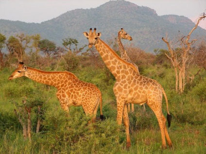Cea mai mare rezervație naturală din Africa