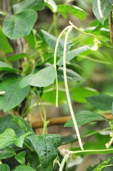 Secretele de cultivare a fasolei de sparanghel - viața mea
