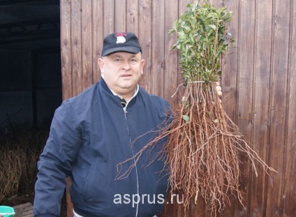 Semințe de semințe de fructe de măsline și fructe de piatră, în special cultivarea și îngrijirea acestora,