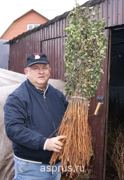 Semințe de semințe de fructe de măsline și fructe de piatră, în special cultivarea și îngrijirea acestora,