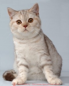Tablou de argint colorat în tabi de culoare al pisicilor britanice galerie foto, rasa standard, specii de culori
