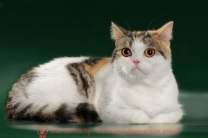 Tablou de argint colorat în tabi de culoare al pisicilor britanice galerie foto, rasa standard, specii de culori