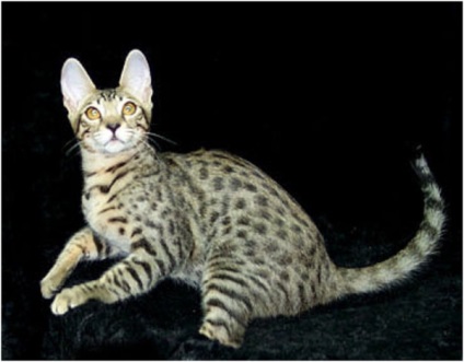 Serengeti (pisică), fotografie, video, descrierea rasei