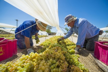 Lucru sezonier în Europa unde să mergem pentru vară, tutitam