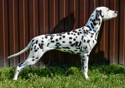 Kölyökkutyák - a dalmati kennel - csillagok szimfóniája