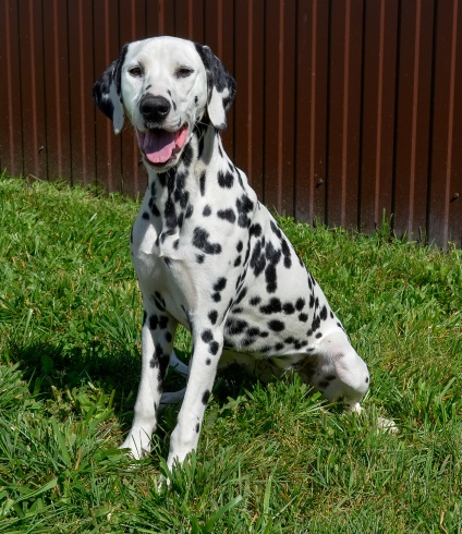 Pui - canisa de Dalmatieni - simfonia stelelor