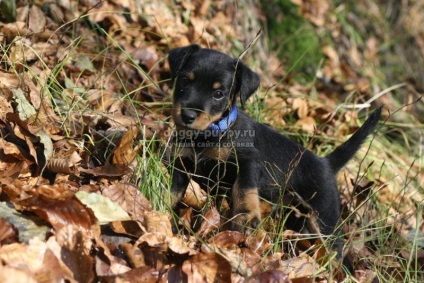 Puppies of the yagter terrier fotografie, preț și caracteristici