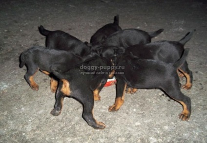 Puppies of the yagter terrier fotografie, preț și caracteristici