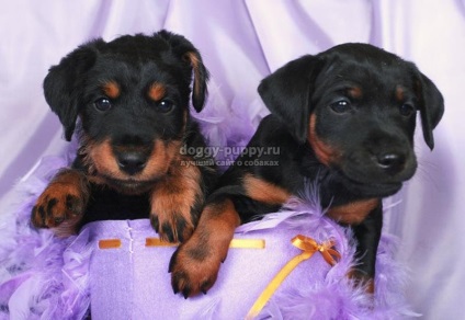 Puppies of the yagter terrier fotografie, preț și caracteristici