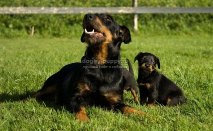 Puppies of the yagter terrier fotografie, preț și caracteristici