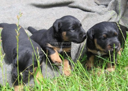 Puppies of the yagter terrier fotografie, preț și caracteristici