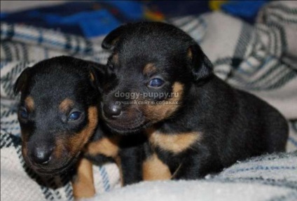 Puppies of the yagter terrier fotografie, preț și caracteristici